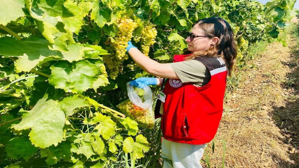 Manisa&rsquo;nın organik &uuml;z&uuml;mleri mercek altında
