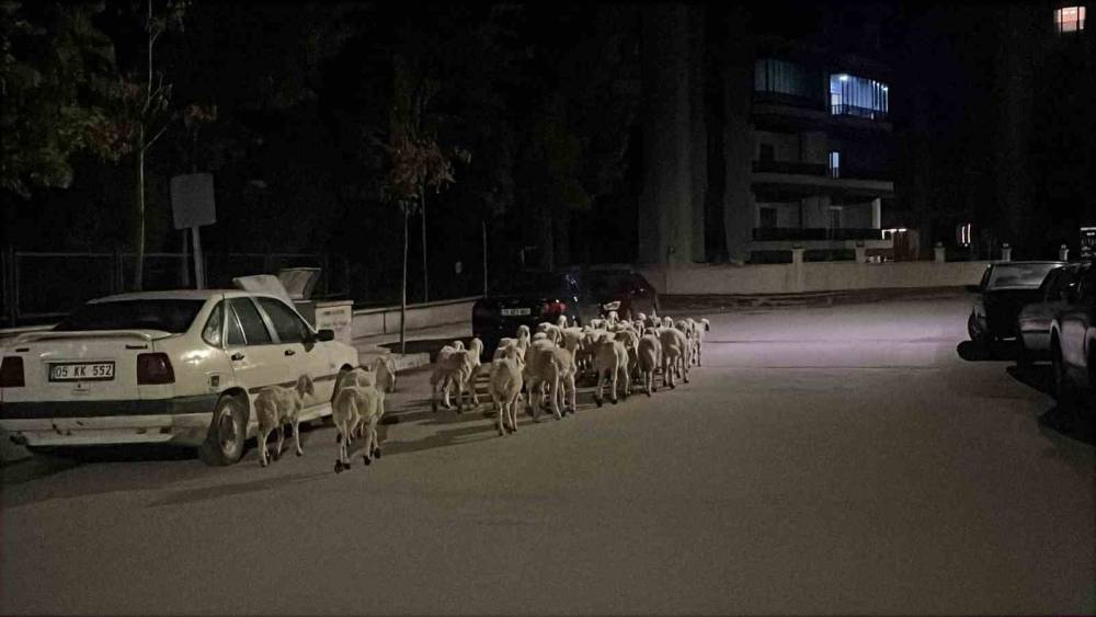 Mahallede &rsquo;firari koyun&rsquo; seferberliği: Ağıldan ka&ccedil;an koyunlar boş arazide bulundu
