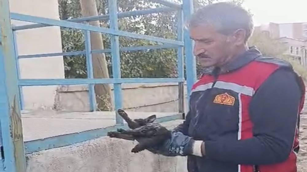 Y&uuml;ksekova&rsquo;da ara&ccedil;ta mahsur kalan kedi kurtarıldı
