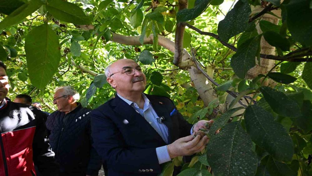 &Ccedil;ameli ceviz &uuml;retiminde T&uuml;rkiye&rsquo;de ilk sırayı hedefliyor
