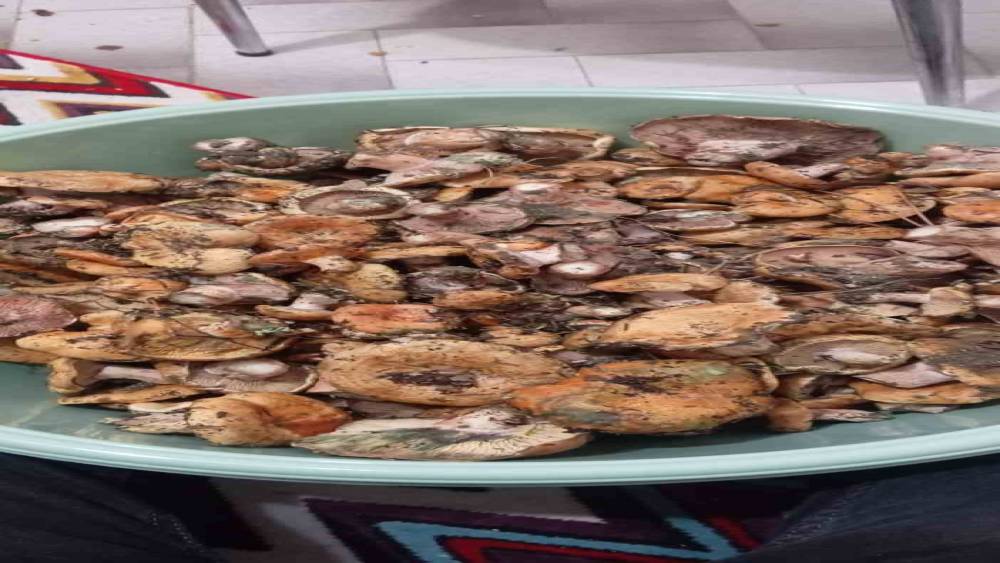 Ankara&rsquo;da kanlıca mantarı hasadı başladı
