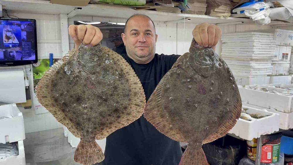 Karadeniz’de hamsi bereketi diğer balık türlerini de canlandırdı
