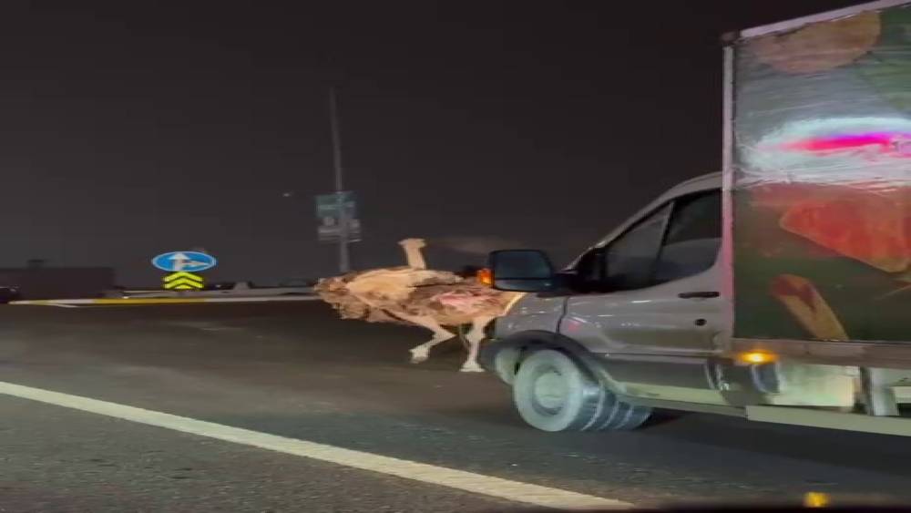 Deve kuşu, trafiği alt &uuml;st etti
