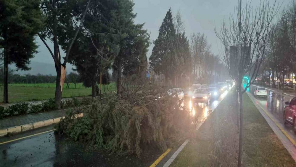 Menteşe&rsquo;de şiddetli fırtınada ağa&ccedil; devrildi, trafik durdu
