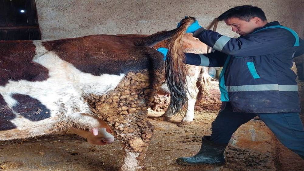 Hisarcık&rsquo;ta şap hastalığı i&ccedil;in b&uuml;y&uuml;kbaş hayvanlardan kan numunesi alındı
