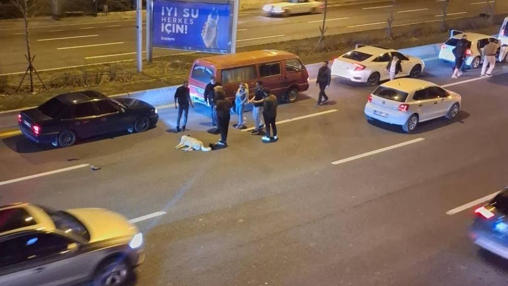 Ankara&rsquo;da başıboş k&ouml;pek sorunu kazalara neden oluyor
