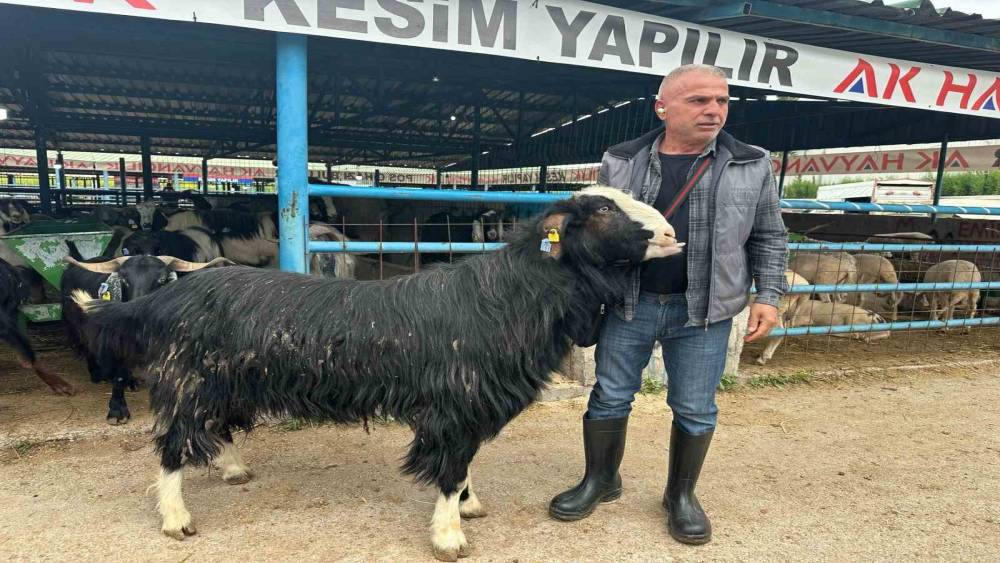 Bursa&rsquo;daki kurban pazarının şampiyon ke&ccedil;isi 47 bin liradan satıldı
