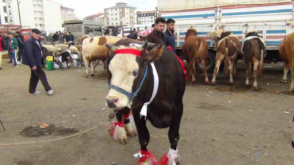 Kars&rsquo;ta kurban pazarı hareketlendi: 700 kiloluk s&uuml;slenmiş d&uuml;ve ilgi odağı oldu
