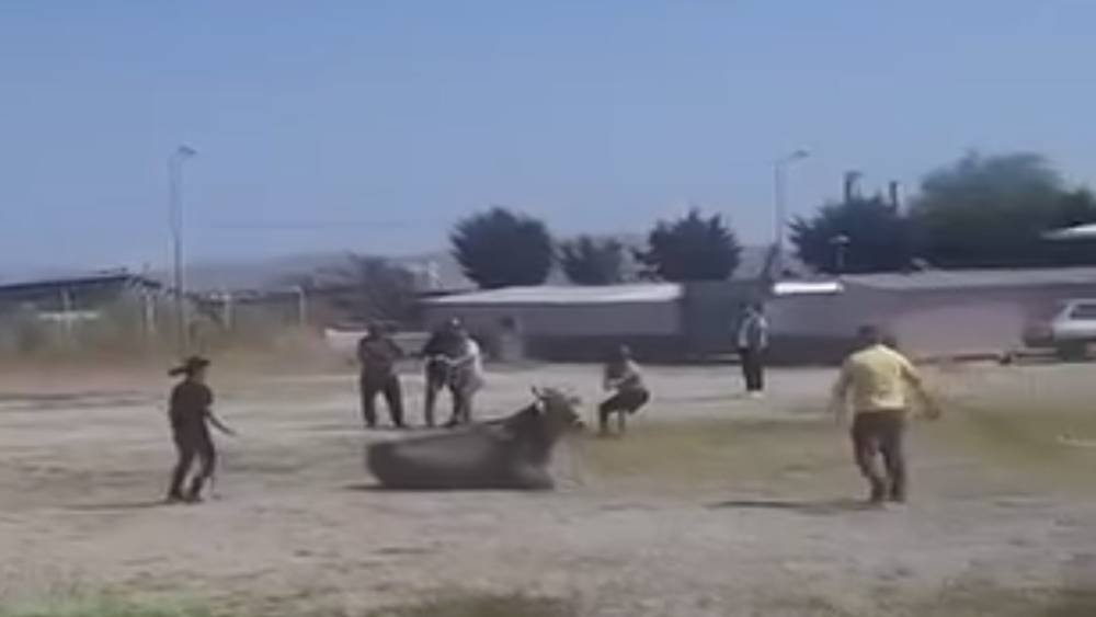 Hayvan pazarından ka&ccedil;an inek ortalığı karıştırdı
