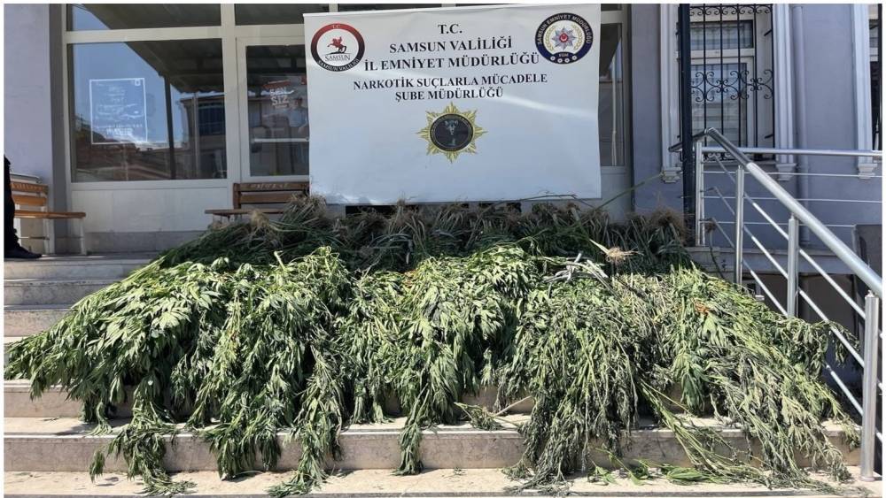 Samsun&rsquo;da uyuşturucu operasyonu: Hasat edilmeye hazır 782 k&ouml;k kenevir ele ge&ccedil;irildi
