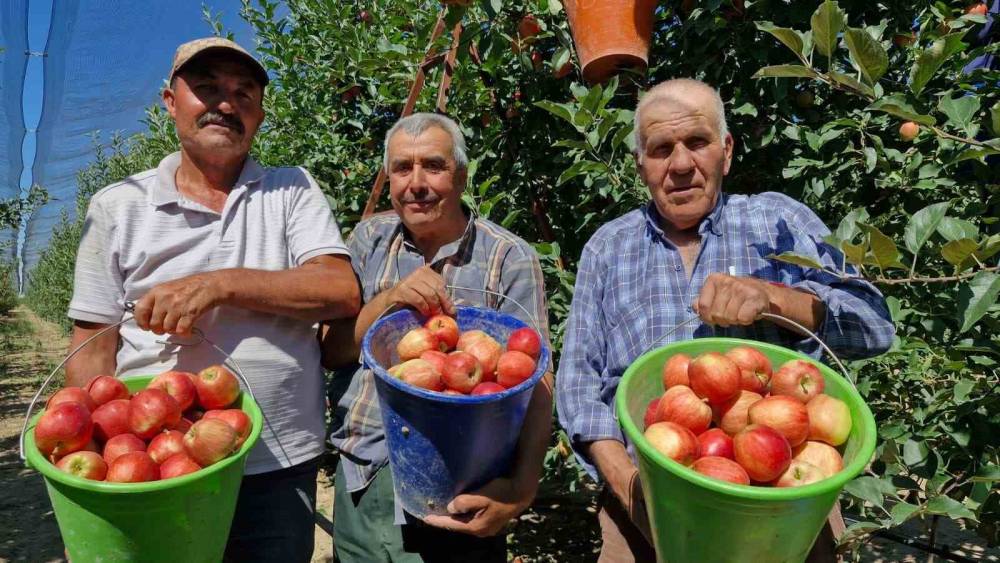 Karaman&rsquo;da erkenci elma hasadı başladı: Rekolte y&uuml;ksek
