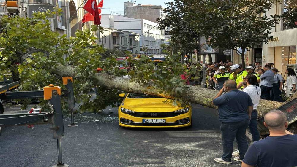 Şişli&rsquo;de ara&ccedil;ların &uuml;zerine devrilen &ccedil;ınar ağacı kaldırıldı
