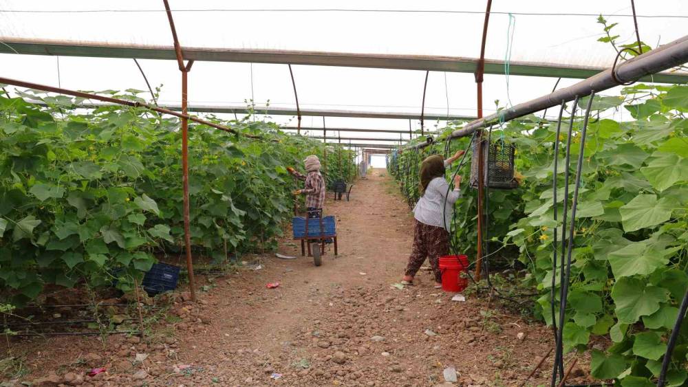 Kahramanmaraş&rsquo;ta turşuluk &uuml;r&uuml;nlerde hasat d&ouml;nemi
