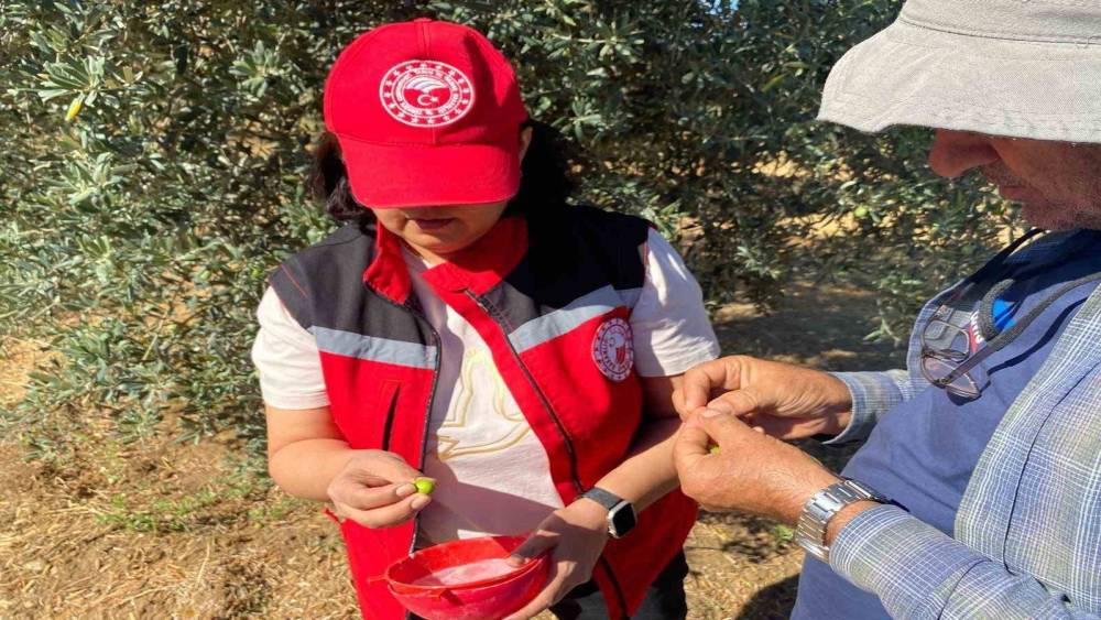 Manisa&rsquo;da zeytin sineği uyarısı
