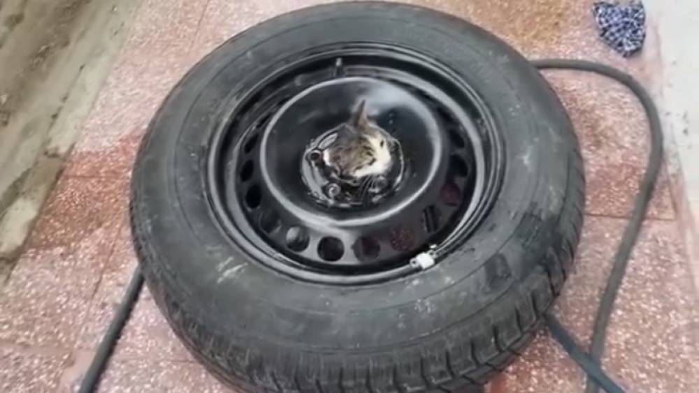 Stepneye sıkışan yavru kediyi itfaiye kurtardı
