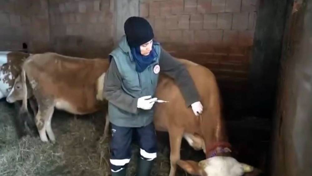 Kar altında şap seferberliği
