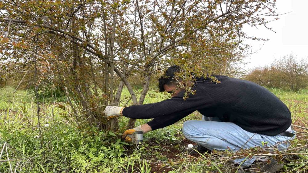 AB tescilli Suru&ccedil; narında budama zamanı
