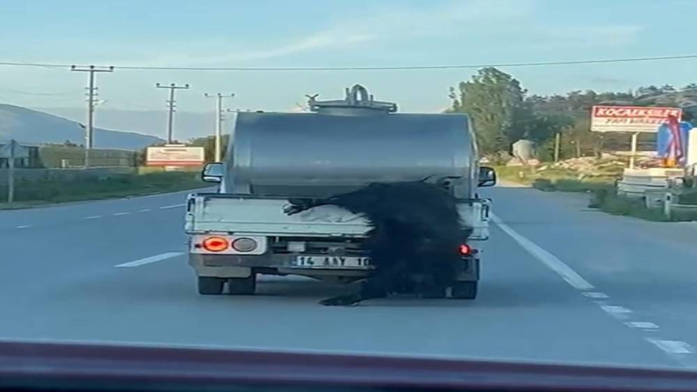 Kurbanlığı ara&ccedil;tan sarkıtıp kilometrelerce s&uuml;r&uuml;kledi
