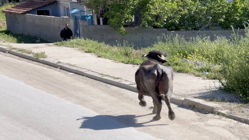 Ka&ccedil;an kurbanlığın saldırısından bodruma sığınarak kurtuldu
