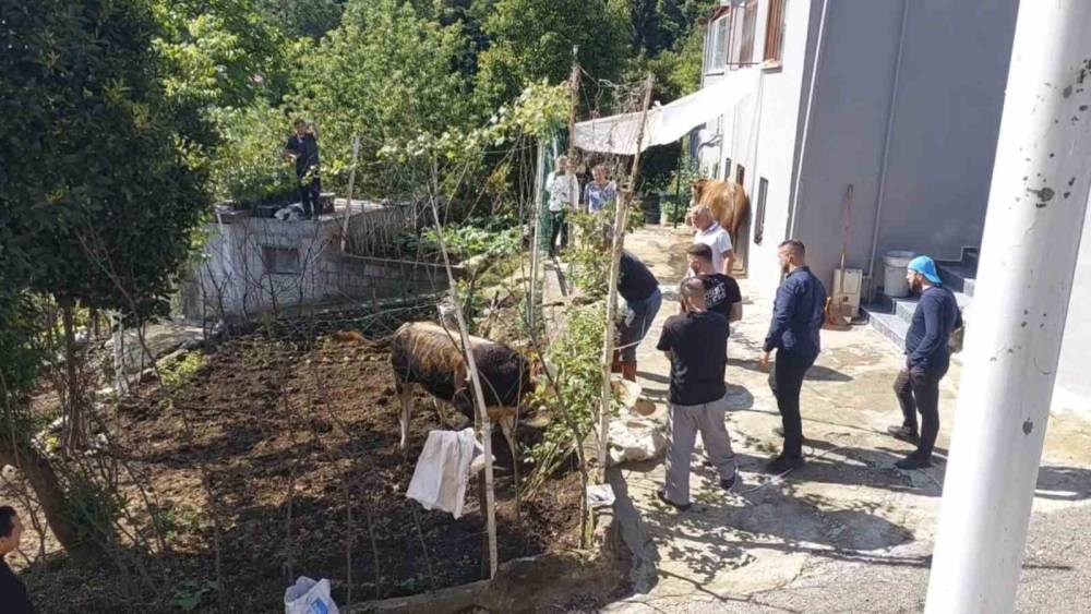 Rize&rsquo;de ka&ccedil;an kurbanlık sahiplerine zor anlar yaşattı
