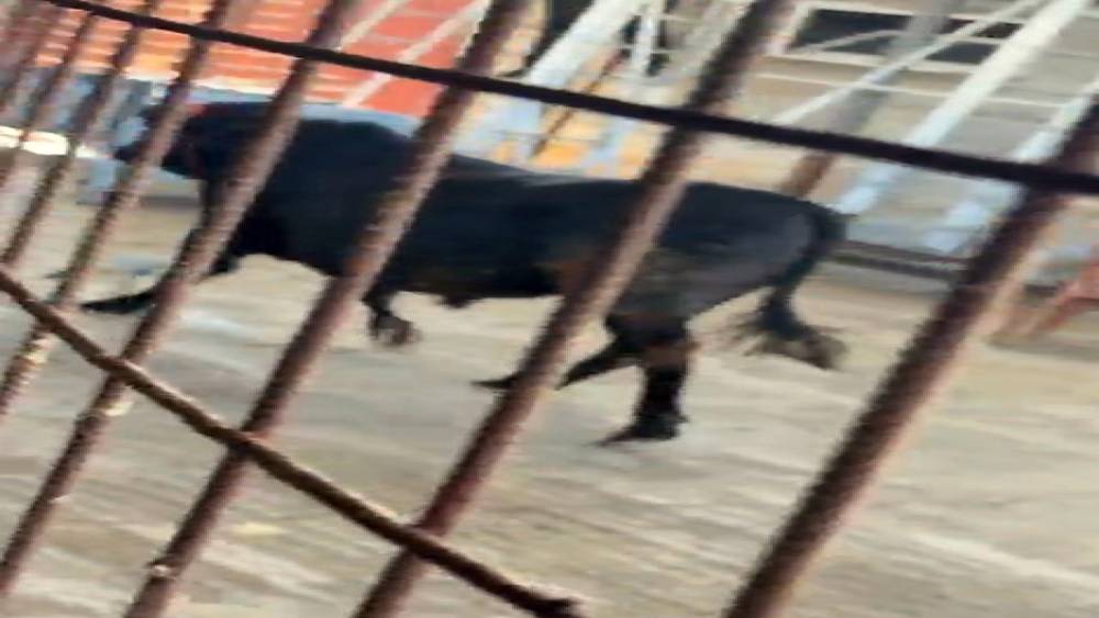 Ankara&rsquo;da ka&ccedil;maya &ccedil;alışan kurbanlık dana zor anlar yaşattı
