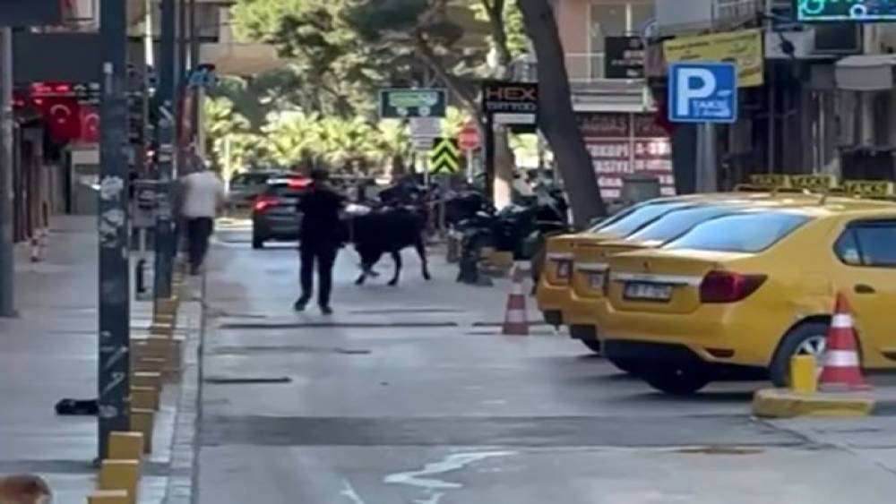 Sahibinin elinden ka&ccedil;an dana korku dolu anlar yaşattı
