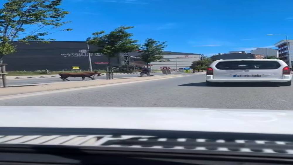 Arnavutk&ouml;y&rsquo;de ka&ccedil;an kurbanlığın ortalığı birbirine kattığı anlar kamerada
