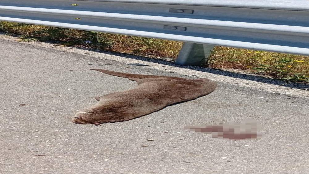 Siverek&rsquo;te yol kenarında &ouml;l&uuml; su samuru bulundu
