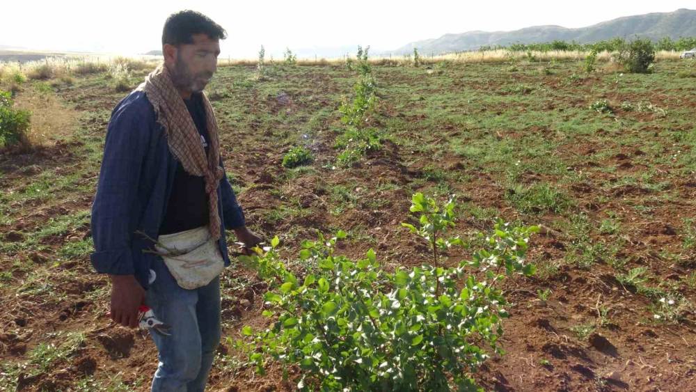 Gerc&uuml;ş&rsquo;te fıstık aşılama mesaisi başladı
