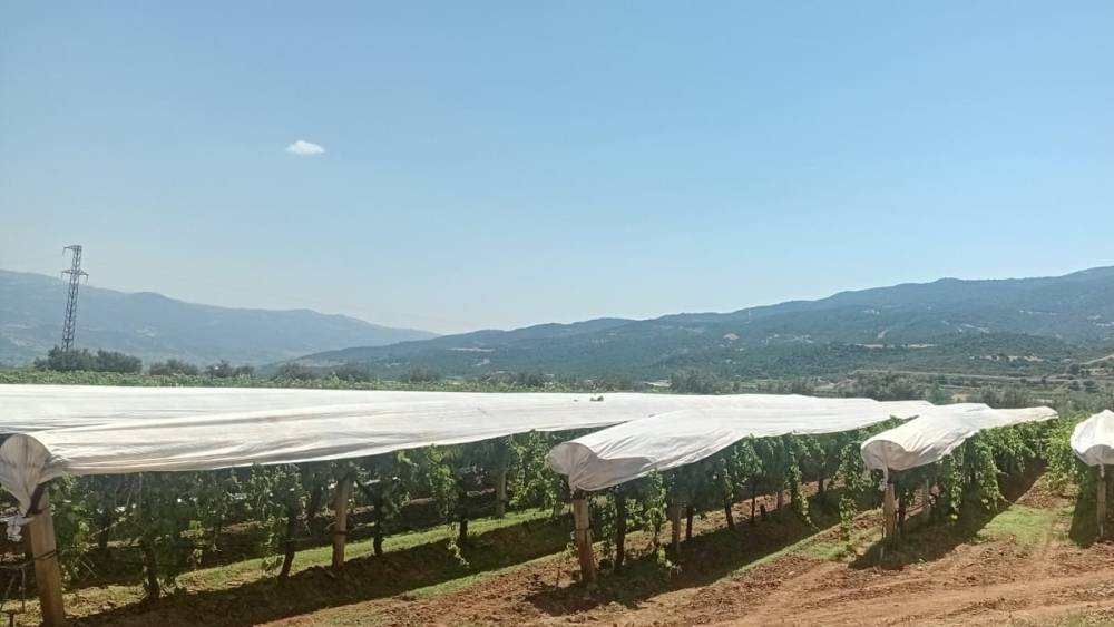 Sarıg&ouml;l Ovası beyaza b&uuml;r&uuml;nmeye başladı
