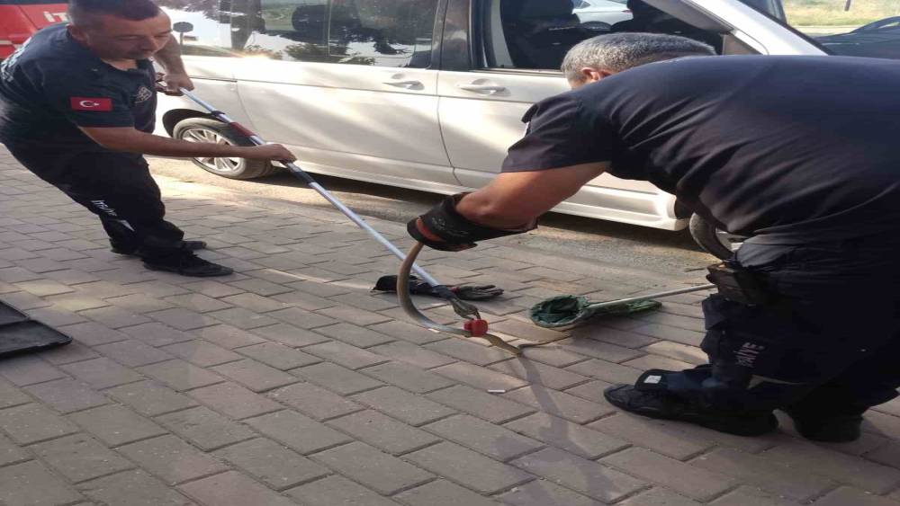 Minib&uuml;s&uuml;n motoruna giren yılan itfaiye ekiplerini harekete ge&ccedil;irdi
