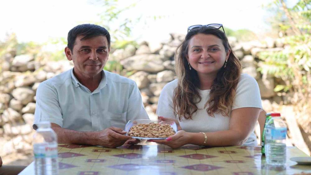 Yuntdağı&rsquo;nda fıstık hasadı i&ccedil;in geri sayım başladı
