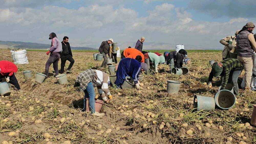 Adilcevaz&rsquo;da patates tarlalarında ekmek m&uuml;cadelesi: Mevsimlik iş&ccedil;ilerin zorlu mesaisi
