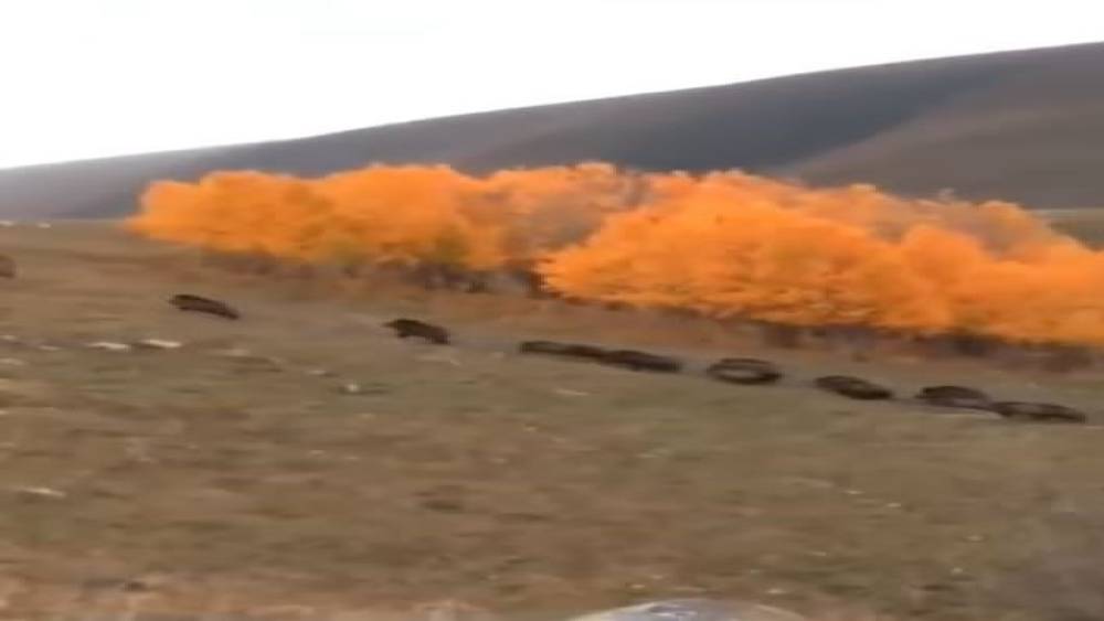 Domuz s&uuml;r&uuml;s&uuml; b&uuml;y&uuml;kbaş hayvanların yakınında g&ouml;r&uuml;nt&uuml;lendi
