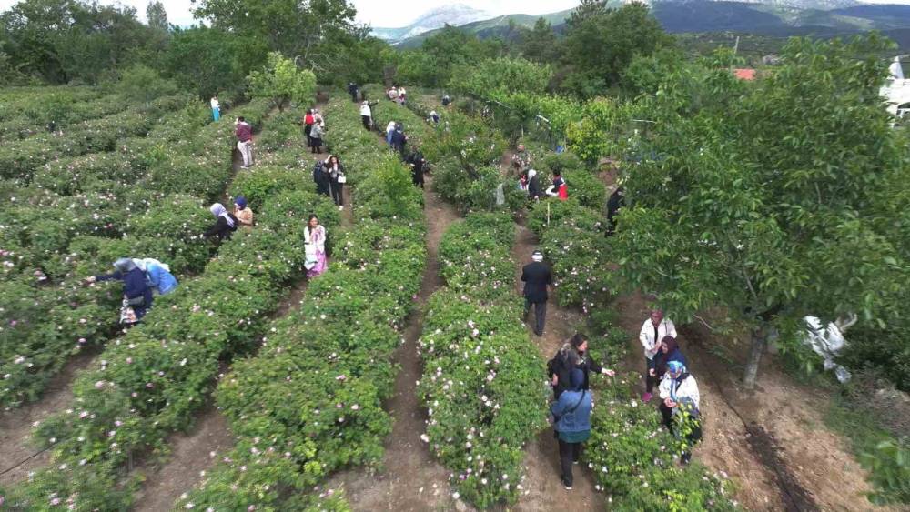 G&uuml;l &ccedil;i&ccedil;eği taban fiyatı 95 lira olarak belirlendi
