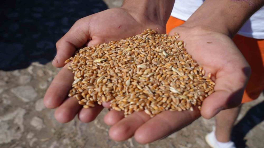 Bayburt&rsquo;ta 2 bin 570 işletmeye 67 bin 294 &ccedil;uval yem desteği verilecek
