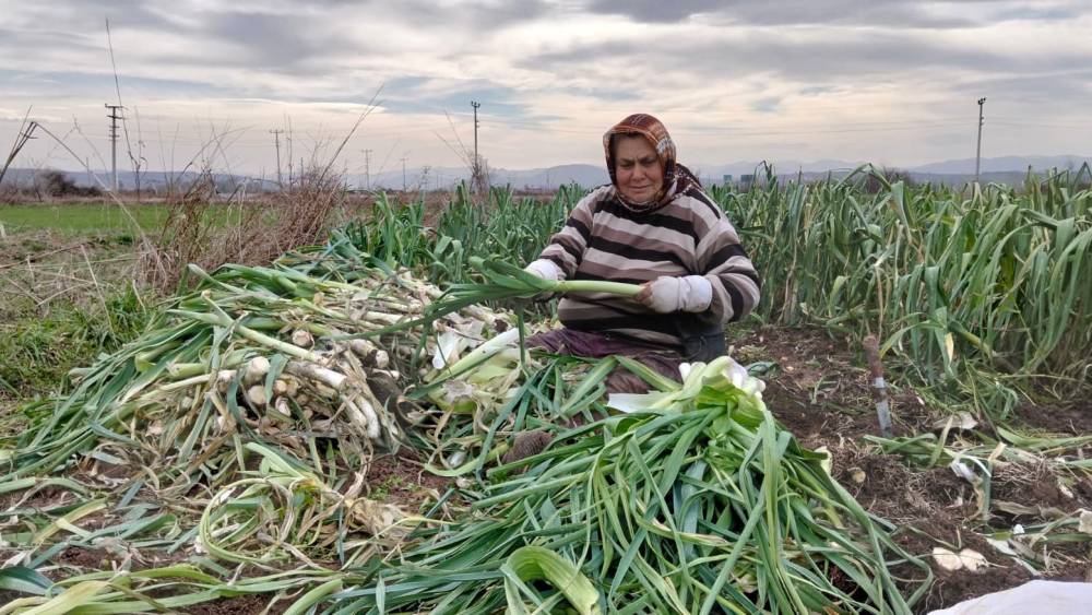 Bafra Ovası&rsquo;nda pırasa hasadı: Bu yıl rekolte y&uuml;ksek
