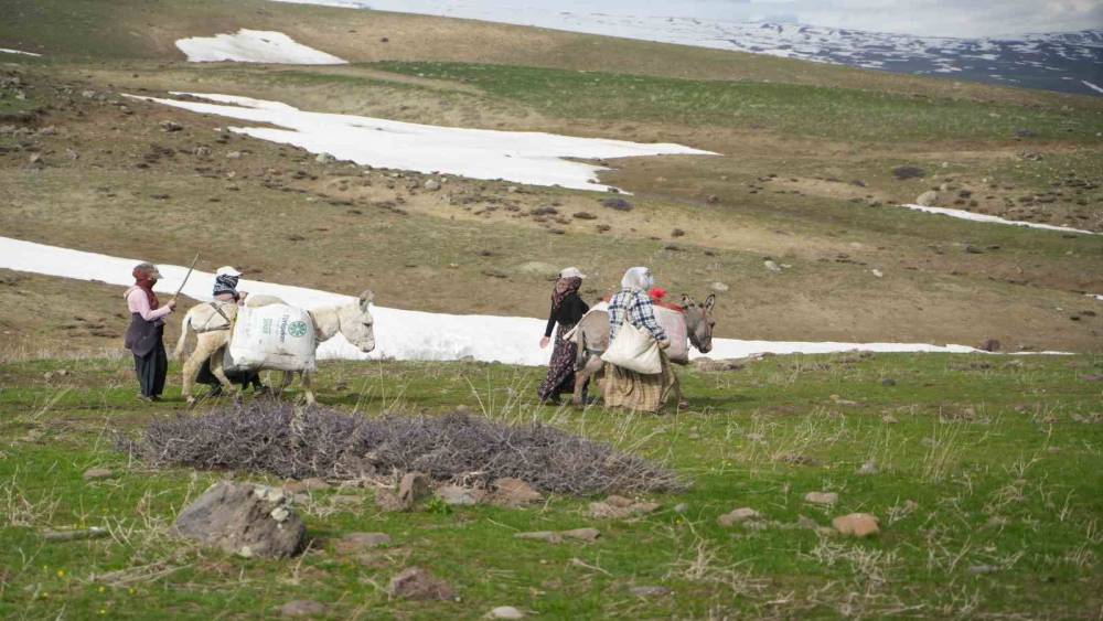 Muş&rsquo;ta &ccedil;iriş otu k&ouml;yl&uuml;lerin ge&ccedil;im kaynağı oldu
