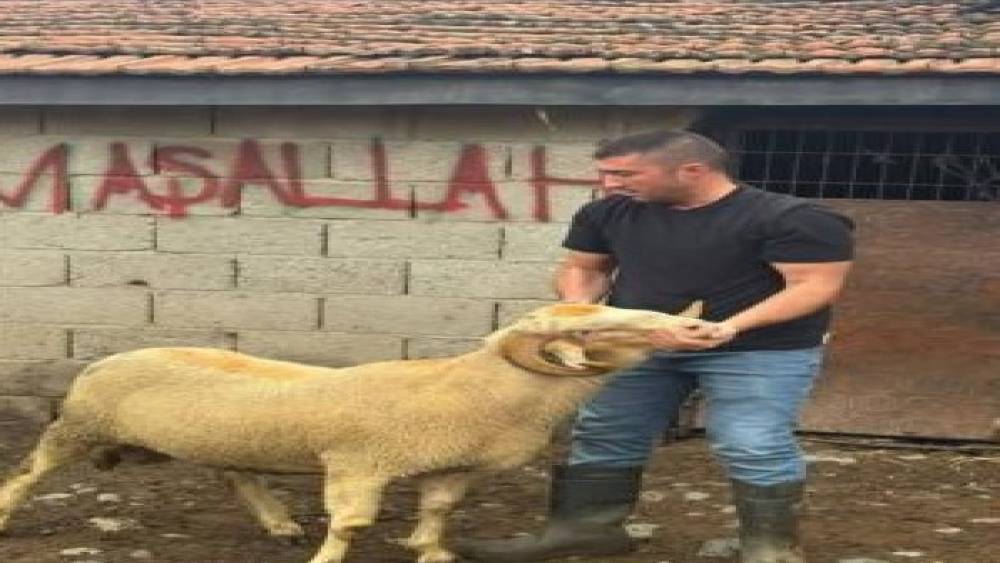 Burhaniye&rsquo;de kurbanlıklar satışa &ccedil;ıktı
