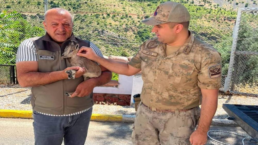 Kemaliye&rsquo;de bitkin halde bulunan yavru dağ ke&ccedil;isi koruma altına alındı
