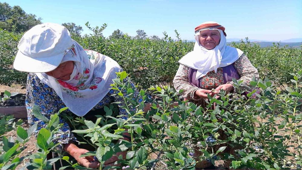 Kurak arazi devlet desteğiyle bereketli topraklara d&ouml;n&uuml;şt&uuml;
