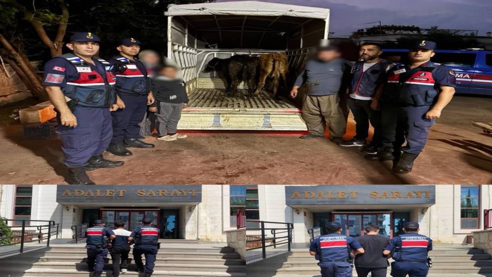 Jandarma &ccedil;alınan 13 hayvanın izini s&uuml;rd&uuml;: 3 b&uuml;y&uuml;kbaş sahibine teslim edildi
