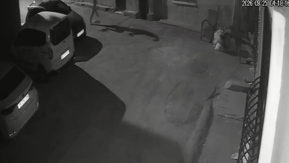 İzmir&rsquo;de sahibinden k&ouml;peğe acımasız tekme
