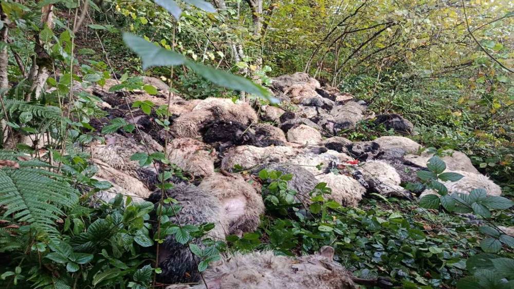 Trabzon&rsquo;da 184 koyun u&ccedil;urumdan yuvarlanarak telef oldu
