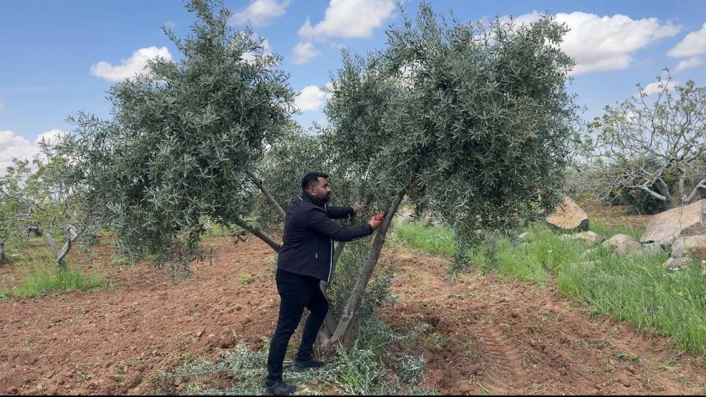 Şanlıurfa&rsquo;da zeytin &uuml;reticilerine kritik uyarı
