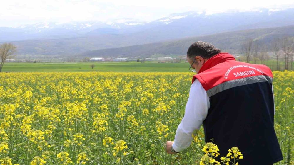 Ay&ccedil;i&ccedil;eği ve kuru fasulye tohumları &ccedil;ift&ccedil;ilere teslim edildi
