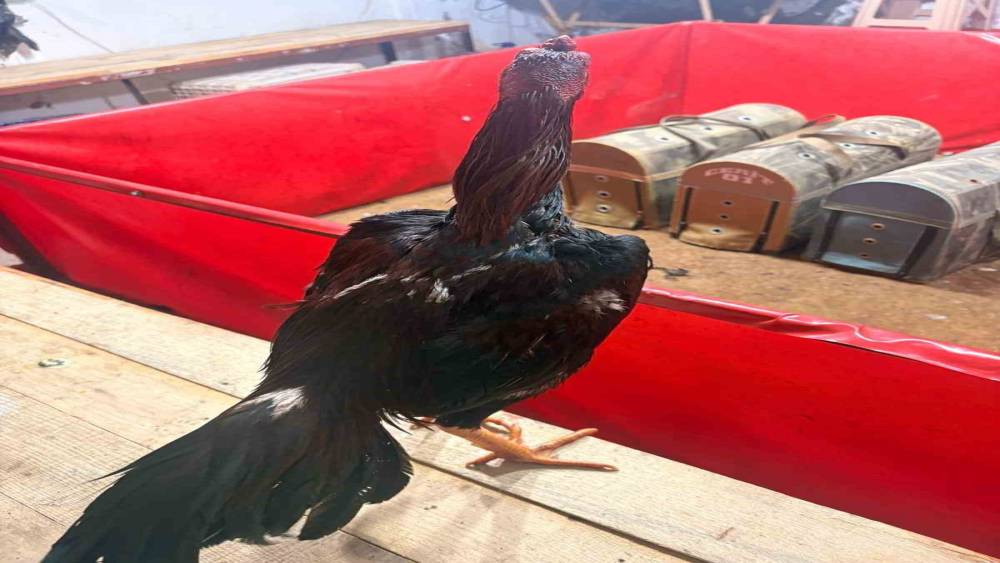 Alanya&rsquo;da horoz d&ouml;v&uuml;ş&uuml;ne jandarma baskını: 11 kişiye 143 bin TL ceza
