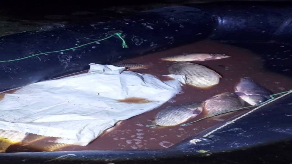 Bolu&rsquo;da 350 kilo sazan kurtarıldı
