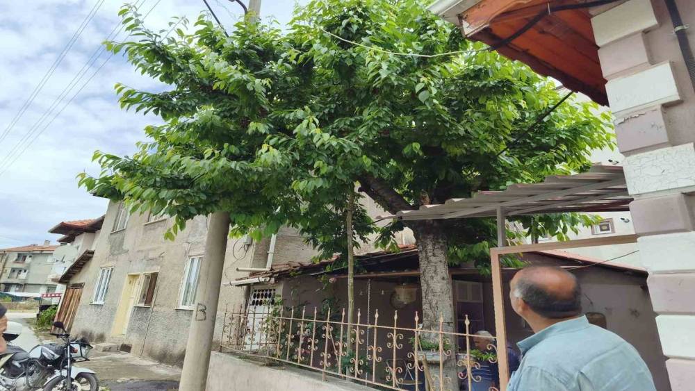 Kiraz toplarken demir korkulukların &uuml;zerine d&uuml;şen adam &ouml;ld&uuml;
