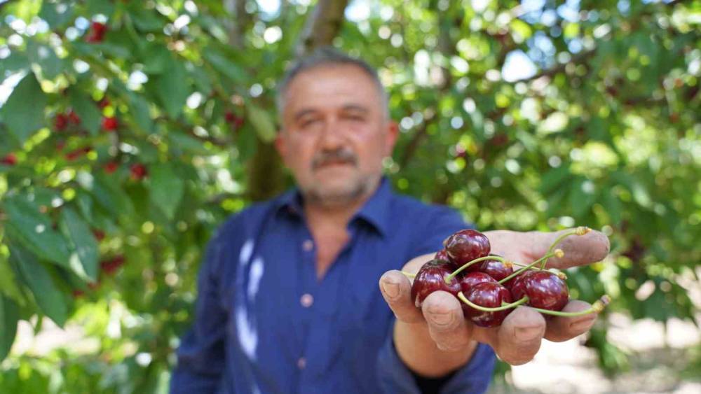 Tescilli Tokat kirazında hasat mesaisi başladı

